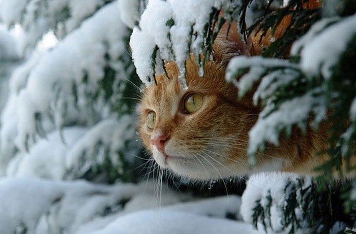 Кот и снег